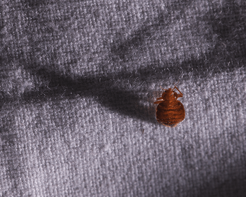 Bed Bug Upholstery Treatment