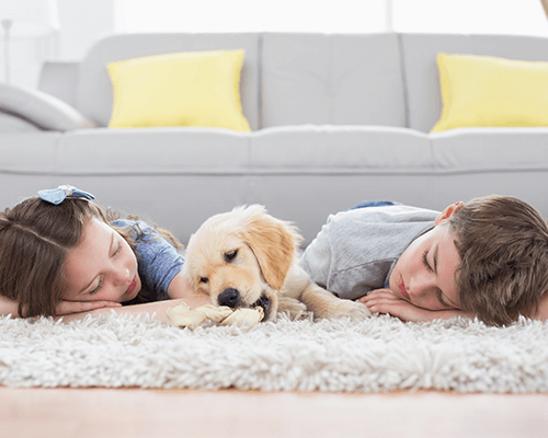 Environment friendly carpet cleaning in brooklyn
